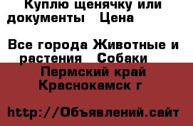 Куплю щенячку или документы › Цена ­ 3 000 - Все города Животные и растения » Собаки   . Пермский край,Краснокамск г.